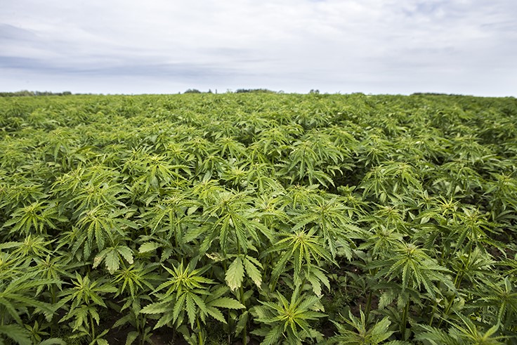 Here’s How to Provide Public Comments on the USDA’s Hemp Rules